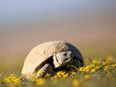 Черепах — под защиту: Казахстан ввел жесткий запрет до 2040 года | Казахстан Noks.kz