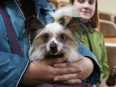 В Усть-Каменогорске планируется проводить рейды для проверки содержания домашних животных  | Усть-Каменогорск Noks.kz