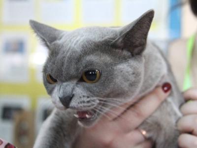 В Усть-Каменогорске за неполный месяц больше 50 человек пострадали от укусов разных животных | Усть-Каменогорск Noks.kz