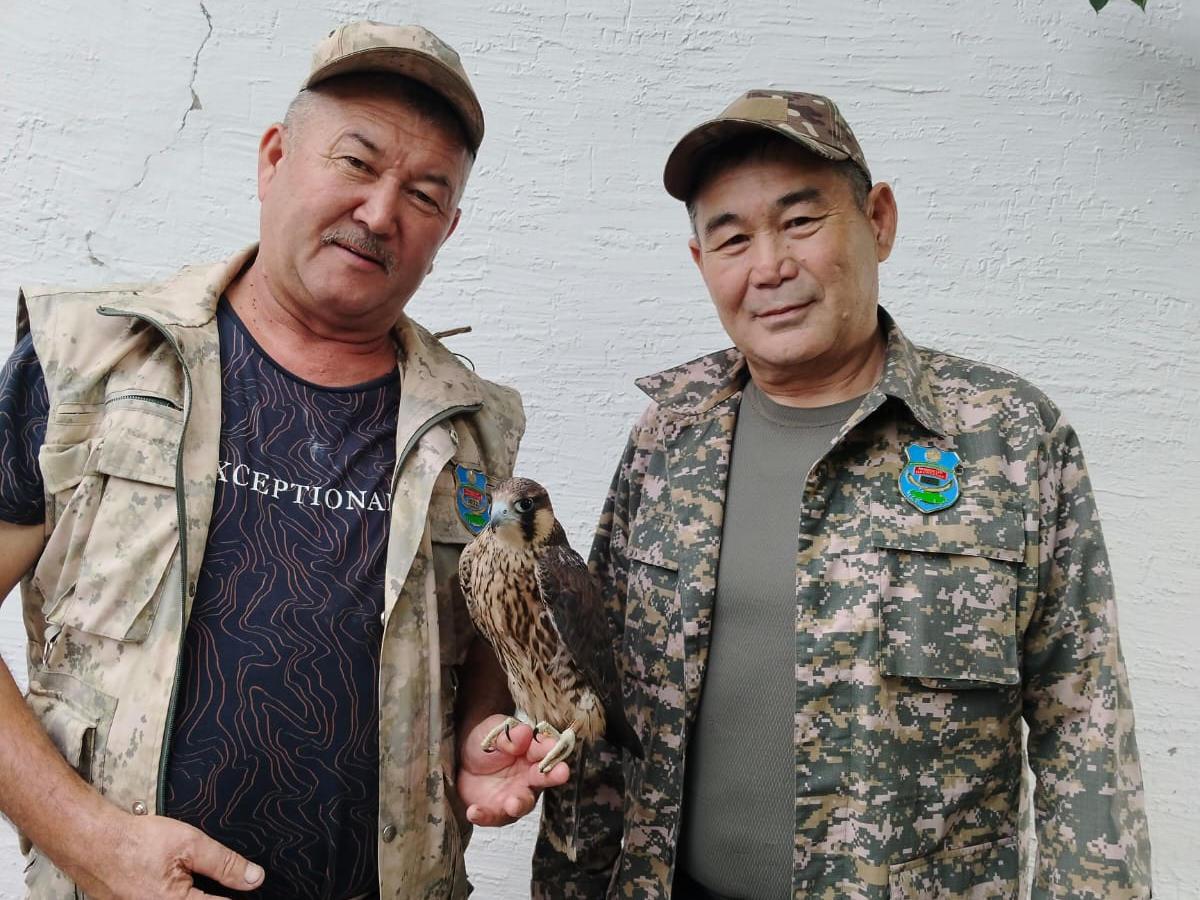 В ВКО сотрудники оперотряда вызволяли сокола, который залетел в частный дом  | Noks.kz