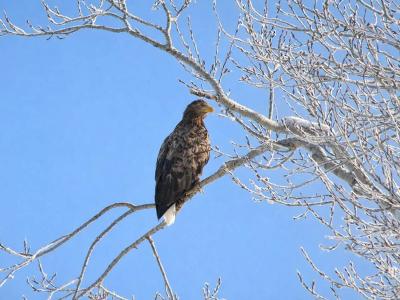 В ВКО запечатлели краснокнижную птицу  | ВКО Noks.kz