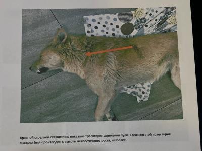 В Усть-Каменогорске на улице стреляли в собаку | Усть-Каменогорск Noks.kz