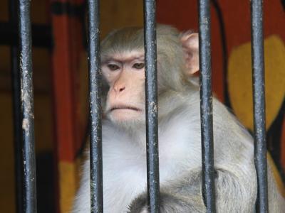 Казахстанцев предупредили об угрозе оспы обезьян | Казахстан Noks.kz