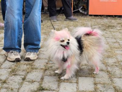 В Усть-Каменогорске пройдёт выставка собак | Усть-Каменогорск Noks.kz