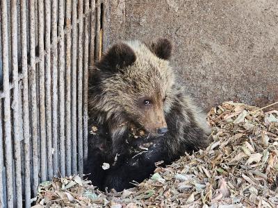 Как пережил зиму осиротевший медвежонок в зоопарке Усть-Каменогорска?  | Усть-Каменогорск Noks.kz