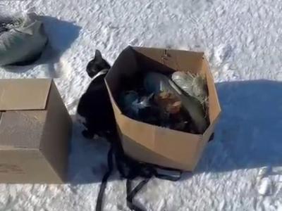 В Семее возле трассы нашли коробки и мешки с живыми и мёртвыми кошками  | Казахстан Noks.kz
