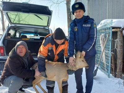Житель Семея обнаружил у себя во дворе косулю, на которой был ошейник  | Казахстан Noks.kz