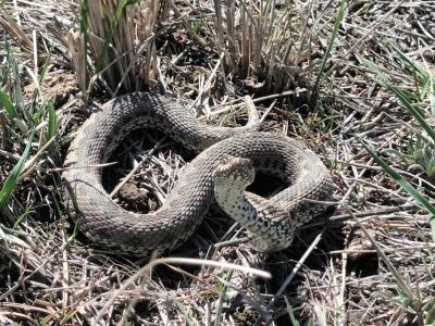 Специалисты предупреждают: весной резко возрастает активность змей | ВКО Noks.kz