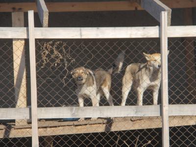 В Усть-Каменогорске увеличили финансирование на отлов бродячих животных и ремонт дорог | Усть-Каменогорск Noks.kz