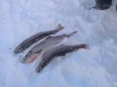 Жителя ВКО осудили за вылов тайменя  | ВКО Noks.kz