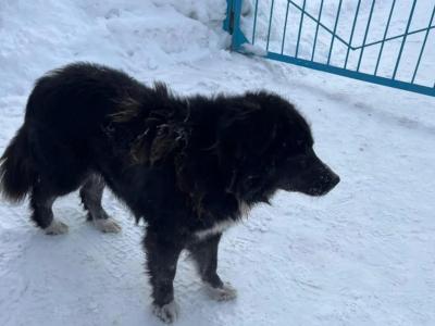 В Риддере после нападения бродячей собаки пострадали несколько человек | Происшествия Noks.kz