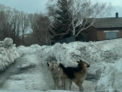 В ВКО владельцам собак, бегающих по улицам, вынесли предупреждение  | ВКО Noks.kz