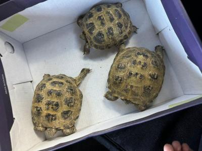В Усть-Каменогорске из зоомагазина изъяли среднеазиатских черепах | Усть-Каменогорск Noks.kz