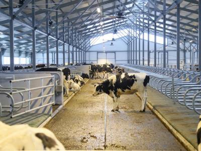 В ВКО появилась ещё одна современная молочно-товарная ферма | ВКО Noks.kz