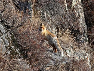 В ВКО пять коров заразились бешенством после контакта с лисой | ВКО Noks.kz