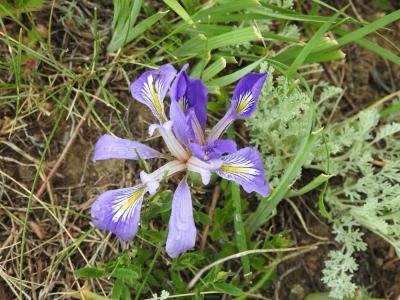 Краснокнижный цветок из ВКО хранится в коллекции Гарвардского университета  | ВКО Noks.kz