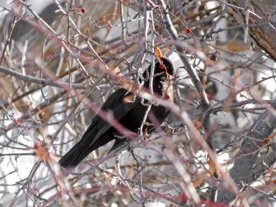 В Восточном Казахстане обитает «Птица года – 2026» | ВКО Noks.kz