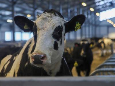 В Усть-Каменогорске жители Лесхоза пожаловались акиму на коров  | Усть-Каменогорск Noks.kz