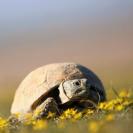 Черепах — под защиту: Казахстан ввел жесткий запрет до 2040 года