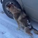 Как риддерцы спасают собаку, сбитую автомобилем