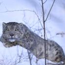 В Казахстане были вынуждены отловить барса из-за зевак, отправившихся в горы, чтобы заснять хищника