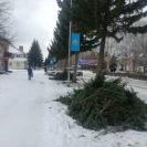 В Риддере обрезают ели на центральных улицах