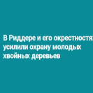 В Риддере и его окрестностях усилили охрану молодых хвойных деревьев