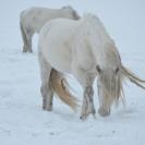 Шорник из Поперечного — о традициях, качестве и любви к лошадям