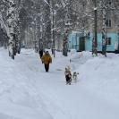 В городе Алтае необходимо отловить около двухсот бродячих собак