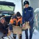 Житель Семея обнаружил у себя во дворе косулю, на которой был ошейник 