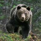 Риддерский фотомастер Александр Клименко делает снимки животных в тайге