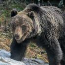 В Риддере главный хищник тайги отправился в зимнюю спячку