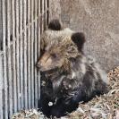 Маленький найденыш осваивается в зоопарке Усть-Каменогорска