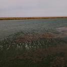 В Казахстане запустили проект по озеленению Арала с помощью дронов