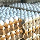 В Казахстане ввели запрет на ввоз яиц 