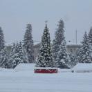 В Алтае зажгут главную городскую ёлку