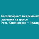 Беспризорного медвежонка заметили на трассе Усть-Каменогорск – Риддер